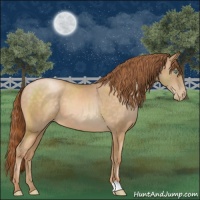 Horse Color:Buckskin Pearl 