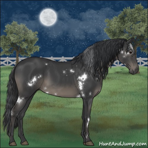 Horse Color:White Spotted Black Sabino 