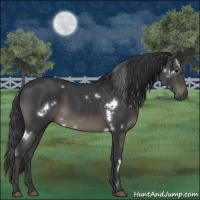 Horse Color:White Spotted Black Sabino 