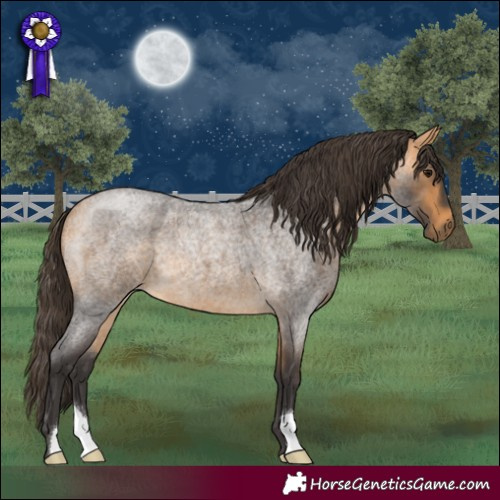 Horse Color:Buckskin Roan