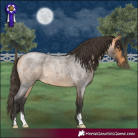 Horse Color:Buckskin Roan 