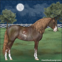 Horse Color:Liver Chestnut Sabino Rabicano