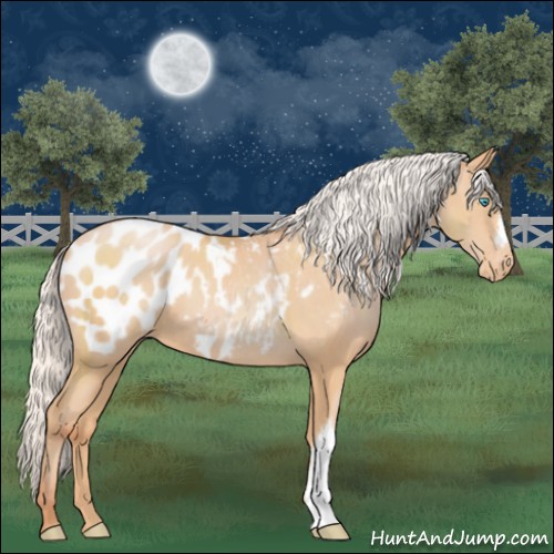 Horse Color:Silver Buckskin Pearl Appaloosa 