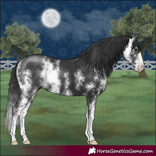 Horse Color:Black Sabino