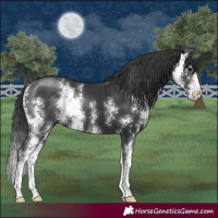 Horse Color:Black Sabino 