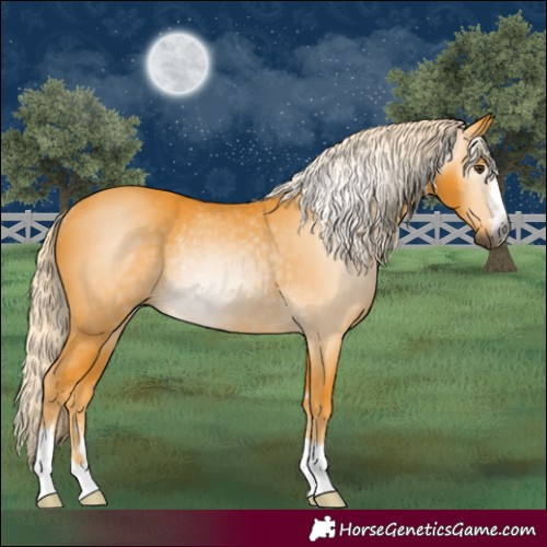 Horse Color:Gray Palomino Rabicano 