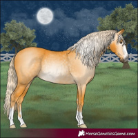 Horse Color:Gray Palomino Rabicano