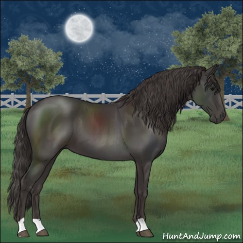 Horse Color:Smoky Black 