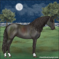 Horse Color:Smoky Black 