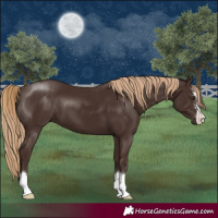 Horse Color:Liver Chestnut 