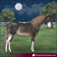 Horse Color:Liver Chestnut Sabino Rabicano 