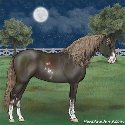 Horse Color:Liver Chestnut Sabino