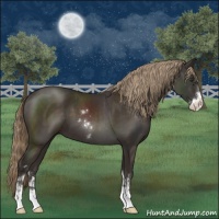 Horse Color:Liver Chestnut Sabino 