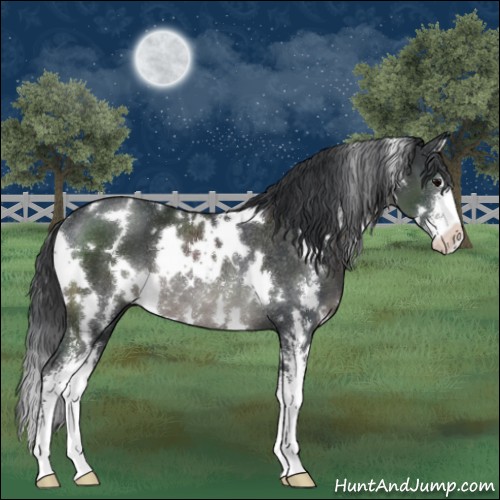 Horse Color:White Spotted Black Sabino Rabicano