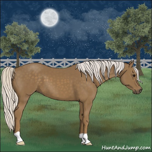 Horse Color:Silver Smoky Black 