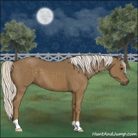 Horse Color:Silver Smoky Black 