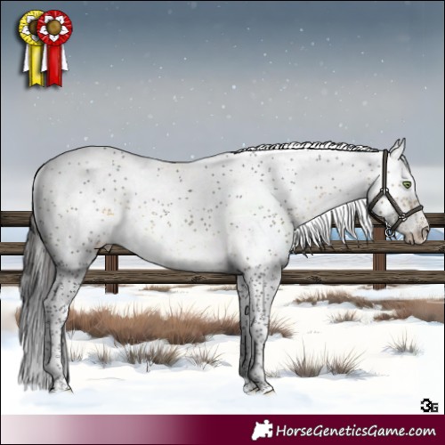 Horse Color:Buckskin Sabino Rabicano 