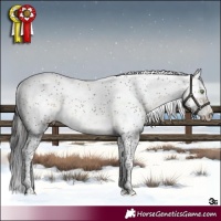 Horse Color:Buckskin Sabino Rabicano