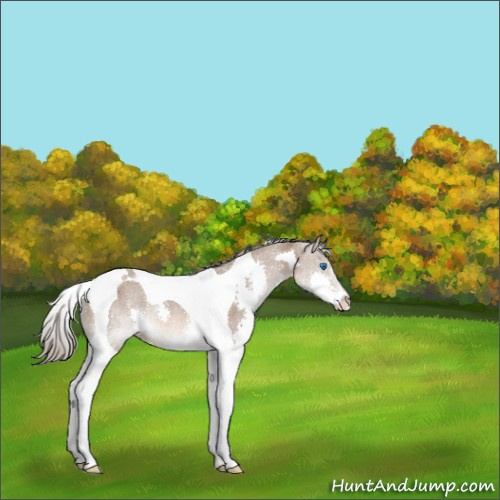 Horse Color:Liver Red Dun Mushroom Splash Tobiano Rabicano 