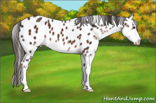 Horse Color:Liver Chestnut Sabino Appaloosa 