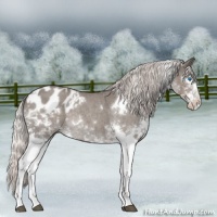 Horse Color:White Spotted Silver Blue Roan Splash Appaloosa Rabicano 