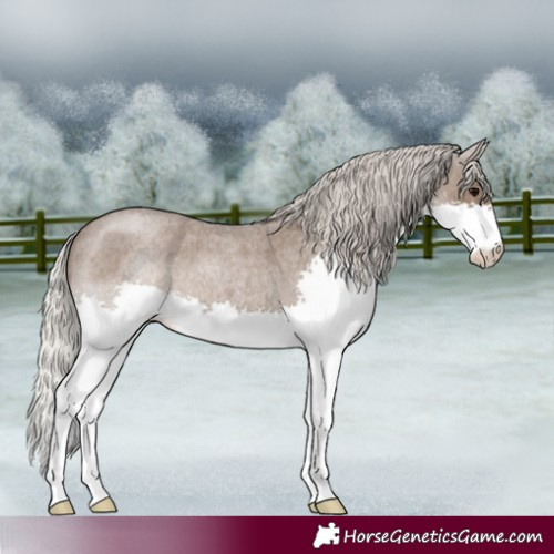 Horse Color:Silver Blue Roan Splash 