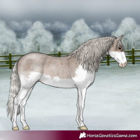 Horse Color:Silver Blue Roan Splash 