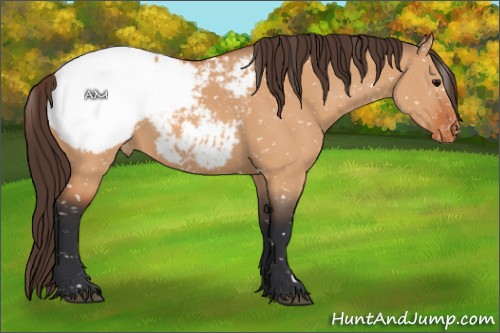 Horse Color:Bay Dun Appaloosa 