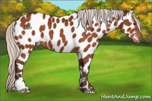 Horse Color:Silver Brown Appaloosa 