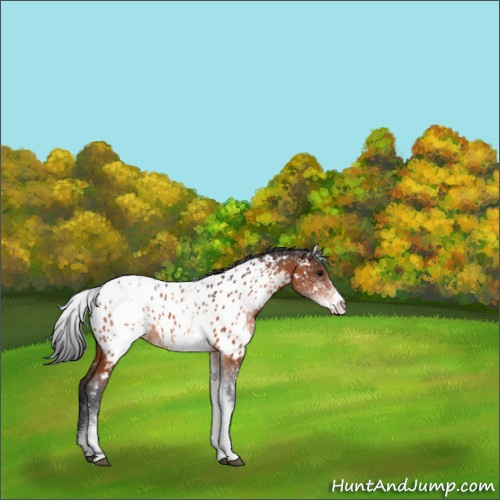 Horse Color:White Spotted Bay Appaloosa 
