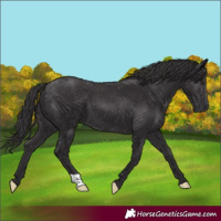 Horse Color:Smoky Black 