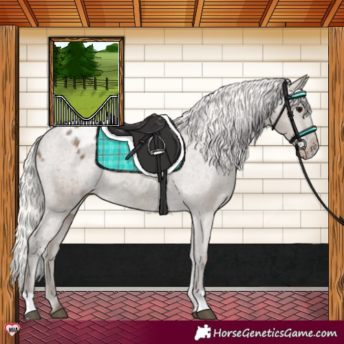 Horse Color:Silver Grullo Appaloosa 