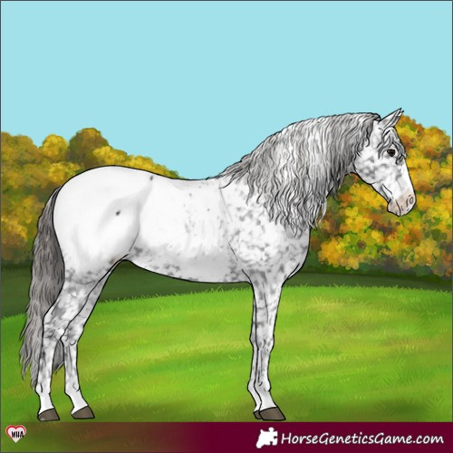 Horse Color:Black Appaloosa 