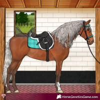 Horse Color:Silver Bay Rabicano