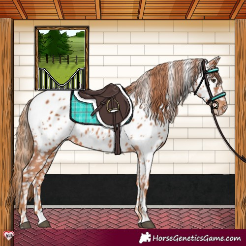 Horse Color:Chestnut Near Leopard