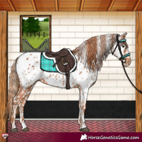 Horse Color:Chestnut Near Leopard 