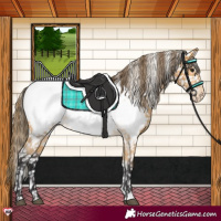 Horse Color:Buckskin Appaloosa 