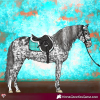 Horse Color:Black Appaloosa