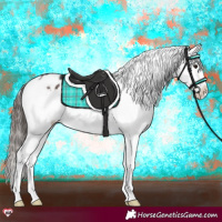 Horse Color:Brown Appaloosa Rabicano