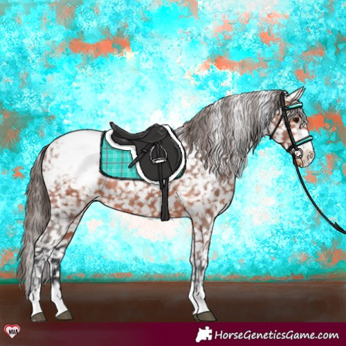 Horse Color:Bay Appaloosa Rabicano 