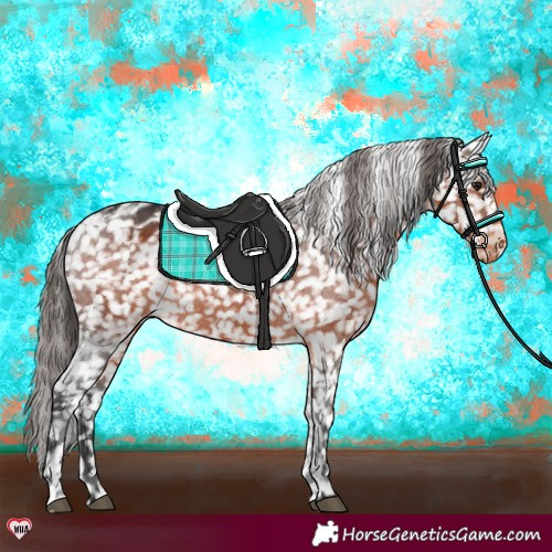 Horse Color:Brown Appaloosa Rabicano 