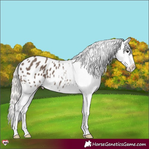 Horse Color:Silver Black Appaloosa 