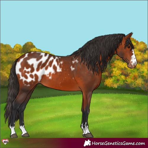Horse Color:Bay Appaloosa 