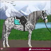Horse Color:Black Appaloosa