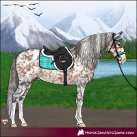 Horse Color:Brown Appaloosa Rabicano 