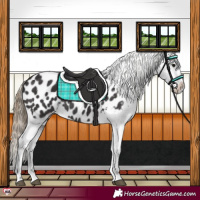 Horse Color:Smoky Black Appaloosa Rabicano 