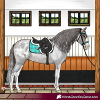 Horse Color:Brown Roan Splash Appaloosa 