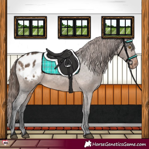 Horse Color:Brown Dun Appaloosa 