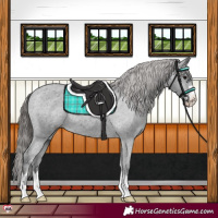 Horse Color:Black Appaloosa Rabicano 