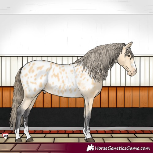 Horse Color:Buckskin Near Leopard